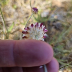 Leucochrysum albicans subsp. tricolor at Bungendore, NSW - 10 Oct 2023 04:10 PM