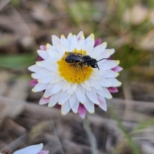 Lasioglossum (Chilalictus) lanarium at Bungendore, NSW - 10 Oct 2023 04:05 PM