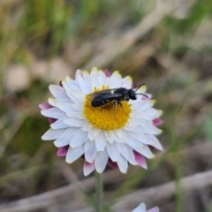 Lasioglossum (Chilalictus) lanarium at Bungendore, NSW - 10 Oct 2023 04:05 PM