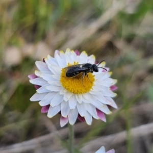 Lasioglossum (Chilalictus) lanarium at Bungendore, NSW - 10 Oct 2023 04:05 PM