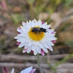 Lasioglossum (Chilalictus) lanarium at Bungendore, NSW - 10 Oct 2023 04:05 PM