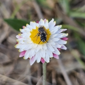 Lasioglossum (Chilalictus) lanarium at Bungendore, NSW - 10 Oct 2023 04:05 PM