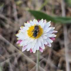 Lasioglossum (Chilalictus) lanarium at Bungendore, NSW - 10 Oct 2023 04:05 PM