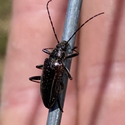 Homotrysis sp. (genus) (Darkling beetle) at Belconnen, ACT - 9 Oct 2023 by SteveBorkowskis