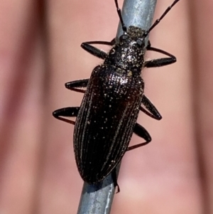 Homotrysis sp. (genus) at Belconnen, ACT - 10 Oct 2023