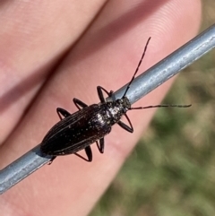 Homotrysis sp. (genus) at Belconnen, ACT - 10 Oct 2023 10:45 AM