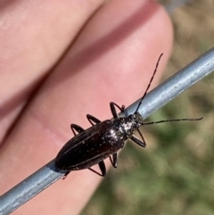 Homotrysis sp. (genus) at Belconnen, ACT - 10 Oct 2023 10:45 AM