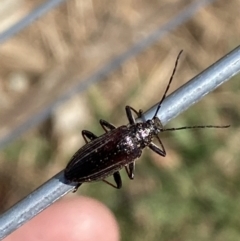 Homotrysis sp. (genus) at Belconnen, ACT - 10 Oct 2023