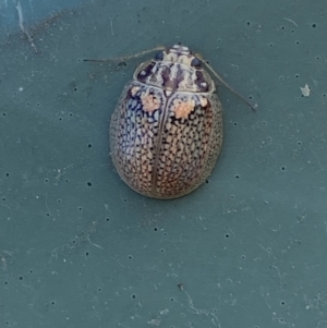 Paropsisterna sp. (genus) at Molonglo River Reserve - 10 Oct 2023 10:19 AM