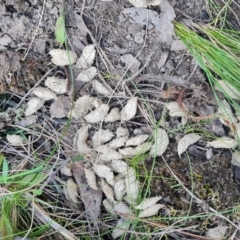 Unidentified Mammal at Denman Prospect, ACT - 27 Sep 2023 by WalkYonder