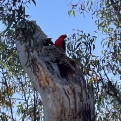 Alisterus scapularis (Australian King-Parrot) at Bruce, ACT - 10 Oct 2023 by JVR