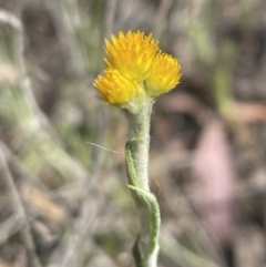 Chrysocephalum apiculatum (Common Everlasting) at Bruce Ridge to Gossan Hill - 10 Oct 2023 by JVR