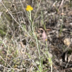 Chrysocephalum apiculatum at Bruce, ACT - 10 Oct 2023