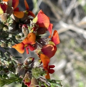 Dillwynia sericea at Bruce, ACT - 10 Oct 2023