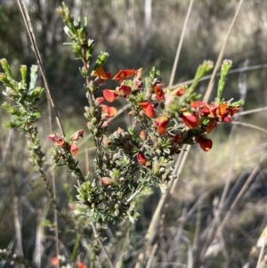 Dillwynia sericea at Bruce, ACT - 10 Oct 2023