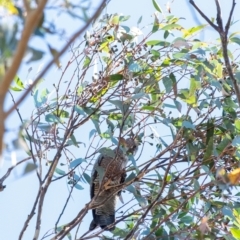 Callocephalon fimbriatum (Gang-gang Cockatoo) at Wingecarribee Local Government Area - 17 Sep 2023 by Aussiegall