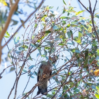 Callocephalon fimbriatum (Gang-gang Cockatoo) at Penrose, NSW - 17 Sep 2023 by Aussiegall