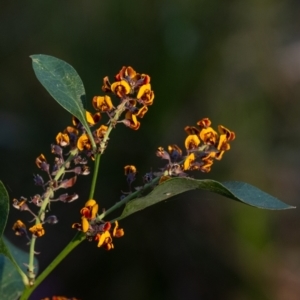 Daviesia latifolia at Penrose, NSW - 1 Oct 2023