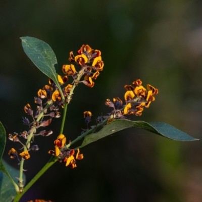 Daviesia latifolia (Hop Bitter-Pea) at Penrose - 1 Oct 2023 by Aussiegall