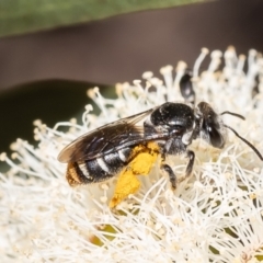 Lipotriches (Austronomia) ferricauda (Halictid bee) at Black Mountain - 10 Oct 2023 by Roger