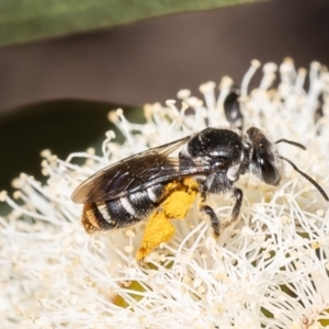 Lipotriches (Austronomia) ferricauda at Canberra Central, ACT - 10 Oct 2023