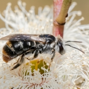 Lipotriches (Austronomia) ferricauda at Canberra Central, ACT - 10 Oct 2023