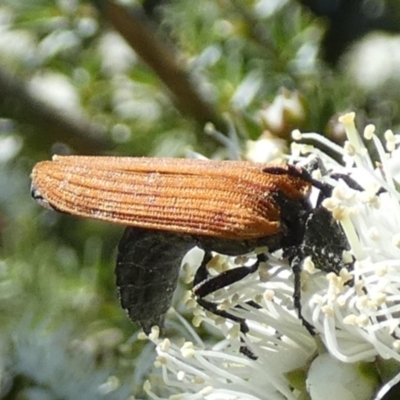 Porrostoma rhipidium (Long-nosed Lycid (Net-winged) beetle) at QPRC LGA - 8 Oct 2023 by Paul4K