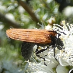 Porrostoma rhipidium (Long-nosed Lycid (Net-winged) beetle) at QPRC LGA - 8 Oct 2023 by Paul4K