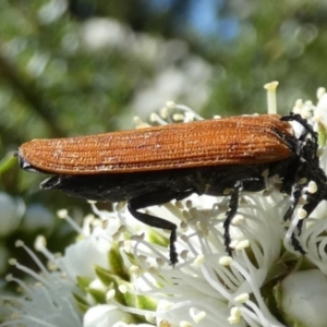 Porrostoma rhipidium at Queanbeyan, NSW - 9 Oct 2023