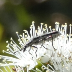 Eleale aspera (Clerid beetle) at Queanbeyan, NSW - 9 Oct 2023 by Paul4K