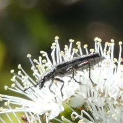 Eleale aspera (Clerid beetle) at Queanbeyan, NSW - 8 Oct 2023 by Paul4K