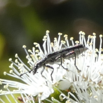 Eleale aspera (Clerid beetle) at QPRC LGA - 8 Oct 2023 by Paul4K