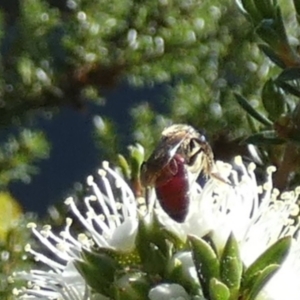 Lasioglossum (Parasphecodes) sp. (genus & subgenus) at Queanbeyan, NSW - 9 Oct 2023