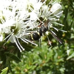 Eumeninae (subfamily) (Unidentified Potter wasp) at Queanbeyan, NSW - 8 Oct 2023 by Paul4K