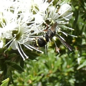 Eumeninae (subfamily) at Queanbeyan, NSW - 9 Oct 2023