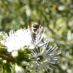Eumeninae (subfamily) at Queanbeyan, NSW - 9 Oct 2023