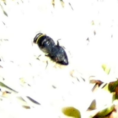 Hylaeinae (subfamily) (Masked bee, Hylaeine bee) at QPRC LGA - 9 Oct 2023 by Paul4K