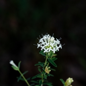 Pimelea linifolia subsp. linifolia at Penrose, NSW - 1 Oct 2023