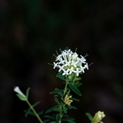 Pimelea linifolia subsp. linifolia (Queen of the Bush, Slender Rice-flower) at Penrose - 1 Oct 2023 by Aussiegall