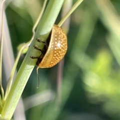 Paropsisterna cloelia at Griffith, ACT - 10 Oct 2023