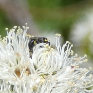 Hylaeus (Gnathoprosopis) amiculinus at Queanbeyan, NSW - 9 Oct 2023