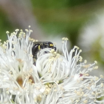 Hylaeus (Gnathoprosopis) amiculinus (Hylaeine colletid bee) at QPRC LGA - 9 Oct 2023 by Paul4K