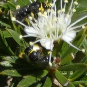 Hylaeus (Gnathoprosopis) amiculinus at Queanbeyan, NSW - 9 Oct 2023