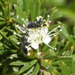 Hylaeus (Gnathoprosopis) amiculinus at Queanbeyan, NSW - 9 Oct 2023