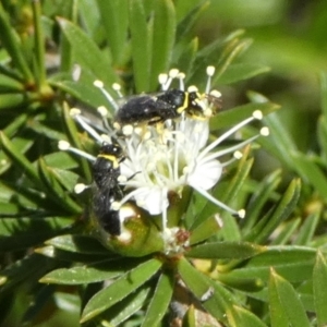 Hylaeus (Gnathoprosopis) amiculinus at Queanbeyan, NSW - 9 Oct 2023