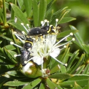 Hylaeus (Gnathoprosopis) amiculinus at Queanbeyan, NSW - 9 Oct 2023