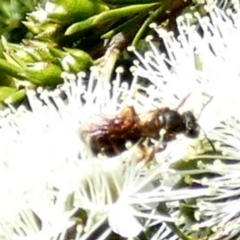 Unverified Bee (Hymenoptera, Apiformes) by Paul4K