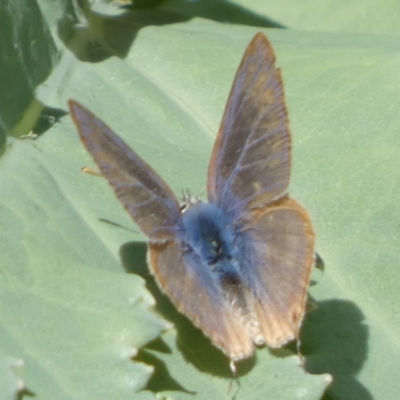 Lampides boeticus (Long-tailed Pea-blue) at QPRC LGA - 10 Oct 2023 by Paul4K