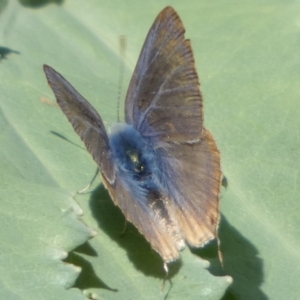 Lampides boeticus at Queanbeyan, NSW - suppressed