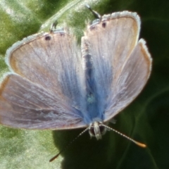 Lampides boeticus at Queanbeyan, NSW - suppressed